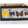 Image 3 : Frame Of 5 Beautiful Butterflies Taxidermy
