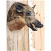 Image 3 : Wild Boar Hog Shoulder Mount Taxidermy