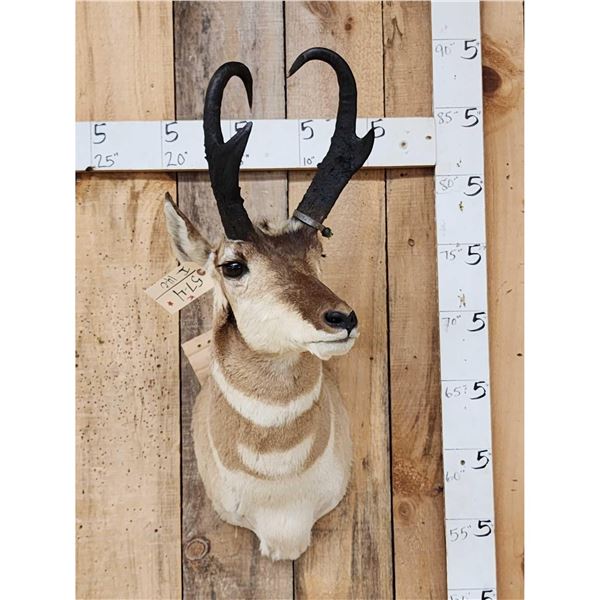 Pronghorn Antelope Shoulder Mount Taxidermy