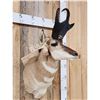 Image 5 : Pronghorn Antelope Shoulder Mount Taxidermy