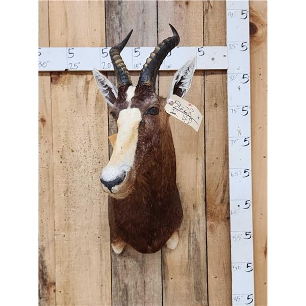 African Blesbok Shoulder Mount Taxidermy