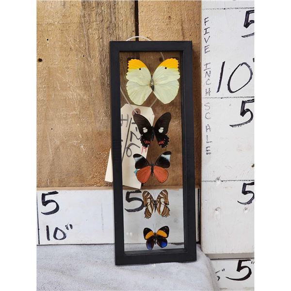 Frame Of 5 Beautiful Butterflies Taxidermy
