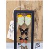 Image 2 : Frame Of 5 Beautiful Butterflies Taxidermy