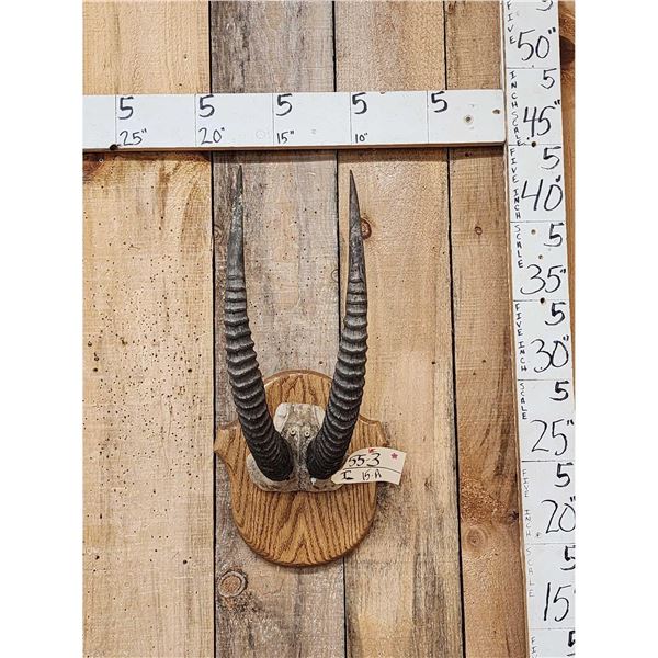 African Roan Antelope Horns On Plaque