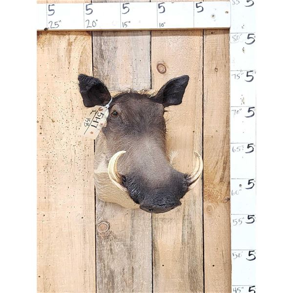 African Warthog Shoulder Mount Taxidermy