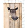 Image 1 : African Warthog Shoulder Mount Taxidermy