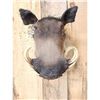 Image 2 : African Warthog Shoulder Mount Taxidermy
