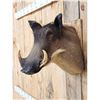 Image 3 : African Warthog Shoulder Mount Taxidermy