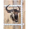Image 1 : African Blue Wildebeest Shoulder Mount Taxidermy