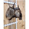 Image 3 : African Blue Wildebeest Shoulder Mount Taxidermy