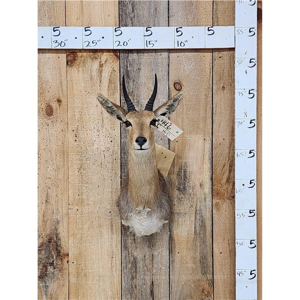 African Reedbuck Shoulder Mount Taxidermy