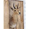Image 2 : African Reedbuck Shoulder Mount Taxidermy