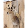 Image 3 : African Reedbuck Shoulder Mount Taxidermy