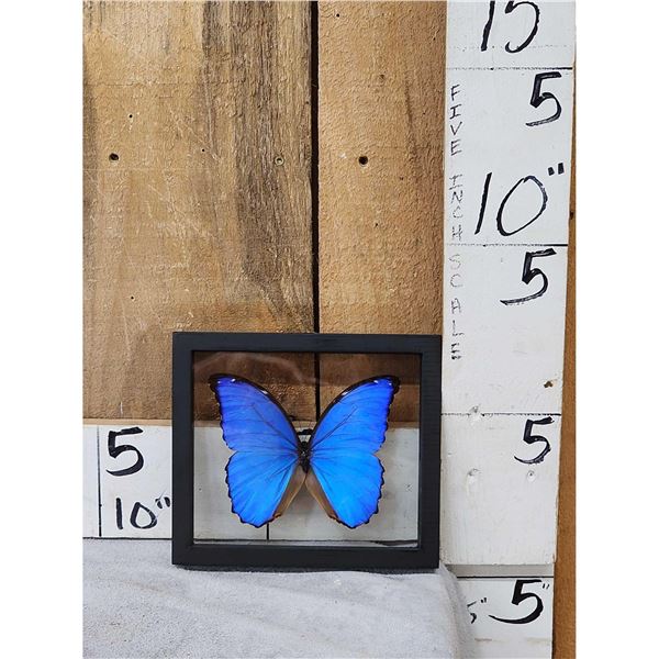 Beautiful Morpho Didius Butterfly In Frame Taxidermy