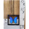 Image 1 : Beautiful Morpho Didius Butterfly In Frame Taxidermy