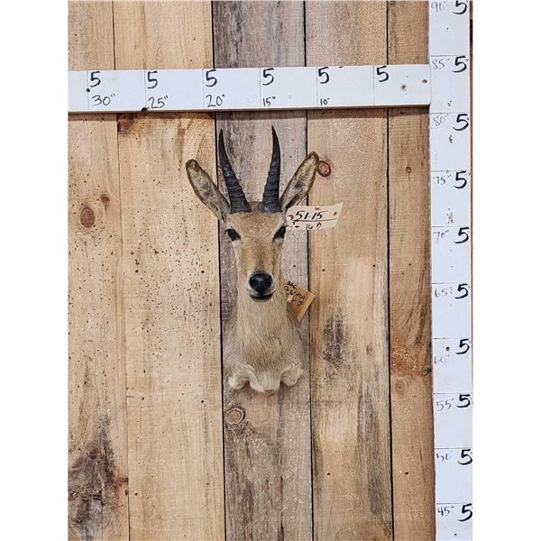 African Reedbuck Shoulder Mount Taxidermy