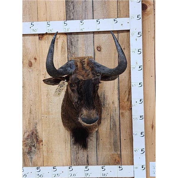 African Black Wildebeest Shoulder Mount Taxidermy