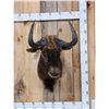 Image 1 : African Black Wildebeest Shoulder Mount Taxidermy
