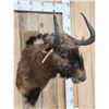 Image 2 : African Black Wildebeest Shoulder Mount Taxidermy