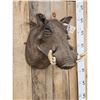 Image 2 : African Warthog Shoulder Mount Taxidermy