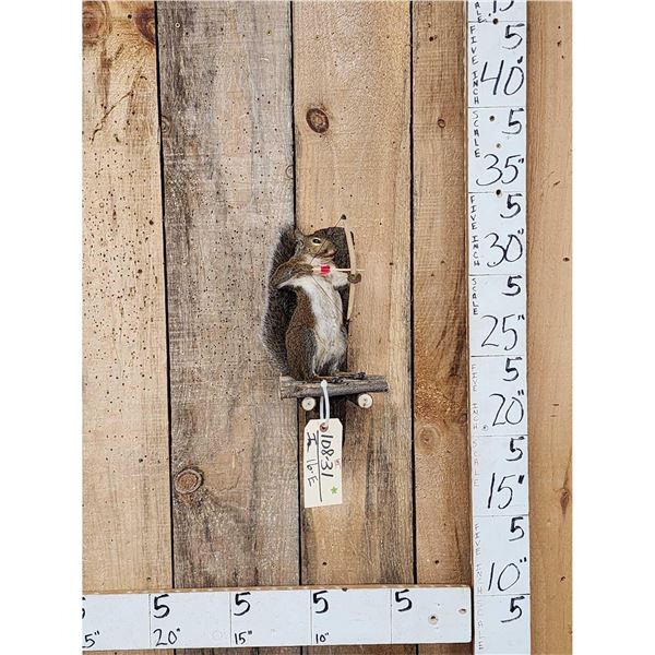 Bow Hunting Squirrel In A Tree Stand Taxidermy