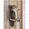 Image 3 : Bow Hunting Squirrel In A Tree Stand Taxidermy