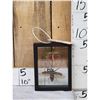 Image 1 : 2 Insects In Frame Taxidermy