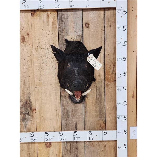 Wild Boar Hog Shoulder Mount Taxidermy
