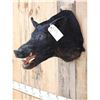 Image 3 : Wild Boar Hog Shoulder Mount Taxidermy