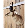 Image 2 : Pronghorn Antelope Shoulder Mount Taxidermy