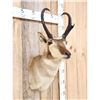Image 3 : Pronghorn Antelope Shoulder Mount Taxidermy