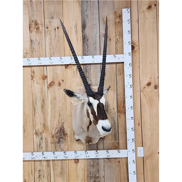 African Gemsbok Shoulder Mount Taxidermy