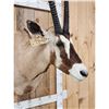 Image 4 : African Gemsbok Shoulder Mount Taxidermy