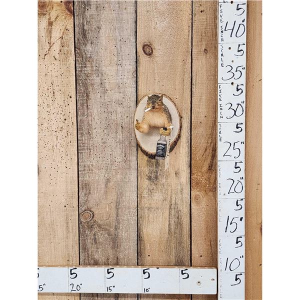 Naughty Squirrel Taxidermy Mount