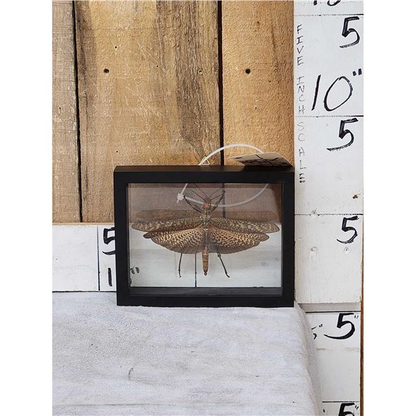 Giant Peruvian Grasshopper In Frame Taxidermy