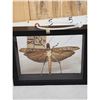 Image 3 : Giant Peruvian Grasshopper In Frame Taxidermy