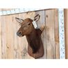 Image 3 : Cow Elk Shoulder Mount Taxidermy