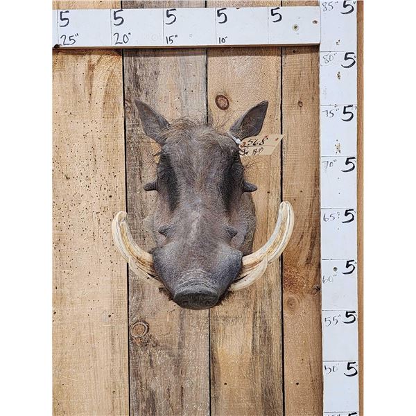African Warthog Shoulder Mount Taxidermy