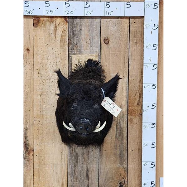 Wild Russian Boar Hog Shoulder Mount Taxidermy