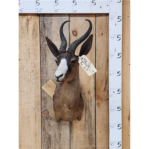 African Chocolate Springbok Shoulder Mount Taxidermy