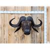 Image 1 : Trophy Class African Cape Buffalo Shoulder Mount Taxidermy