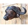 Image 2 : Trophy Class African Cape Buffalo Shoulder Mount Taxidermy