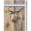 Image 1 : Angora Goat Shoulder Mount Taxidermy