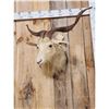 Image 2 : Angora Goat Shoulder Mount Taxidermy