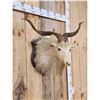 Image 5 : Angora Goat Shoulder Mount Taxidermy