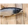 Image 2 : 41" King Salmon Real Skin Fish Taxidermy