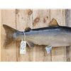 Image 4 : 41" King Salmon Real Skin Fish Taxidermy