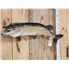 Image 2 : 33" Northern Pike Real Skin Fish Taxidermy