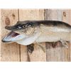 Image 4 : 33" Northern Pike Real Skin Fish Taxidermy