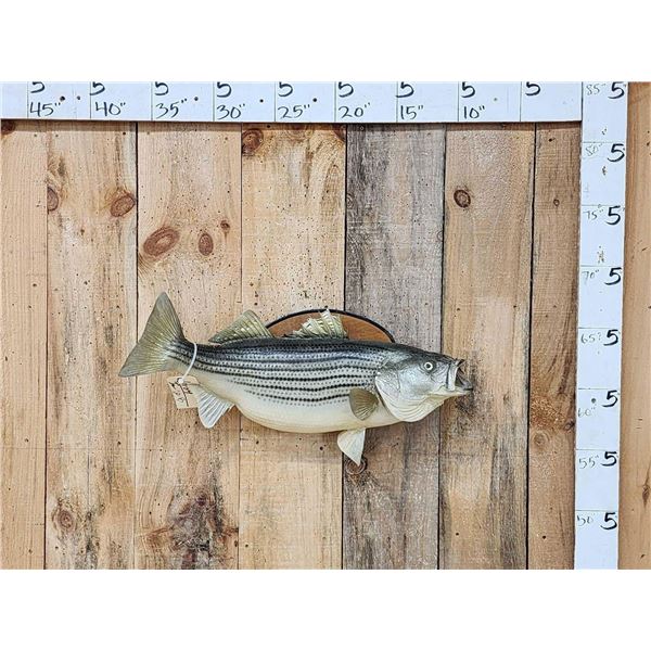 28" Striped Bass Real Skin Fish Taxidermy